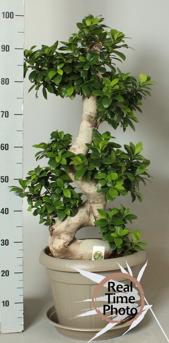 <h4>FIC MI GINSENG</h4>