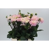 Dahlia Pink