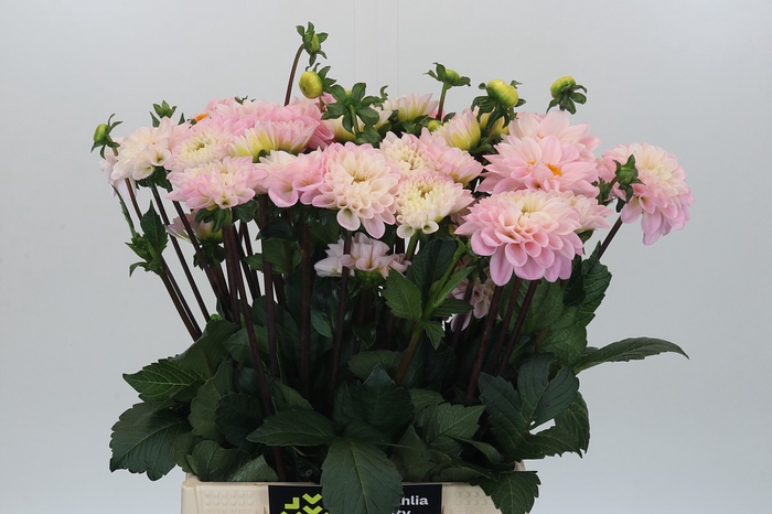 Dahlia Pink