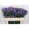 Aster Baby Blue