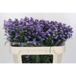 Aster Baby Blue