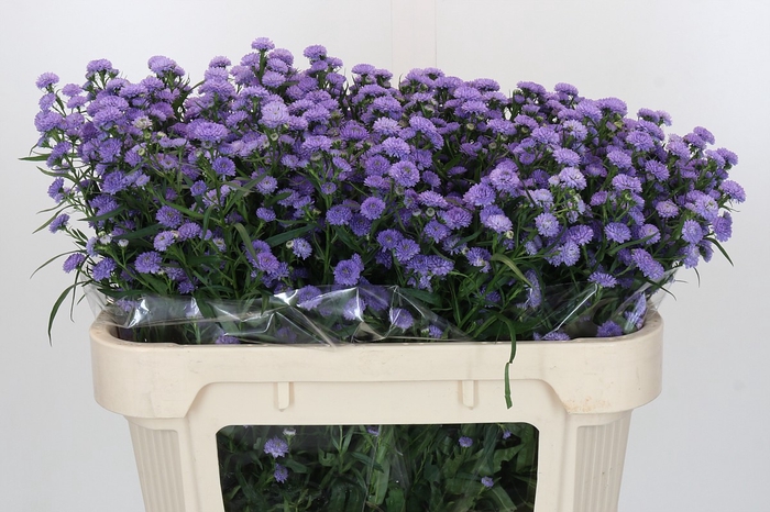 <h4>Aster Baby Blue</h4>