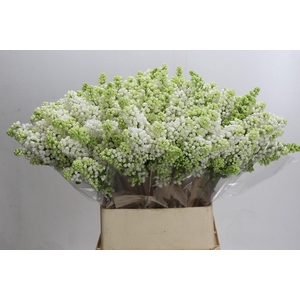 Syringa Vulg Madame Florent Stepman