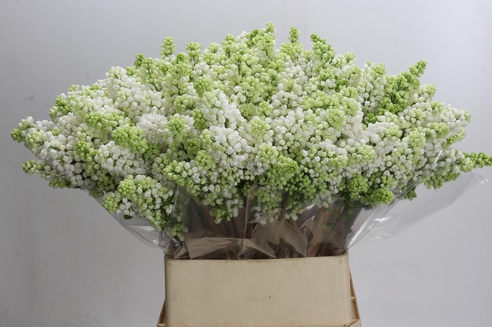 <h4>Syringa Vulg Madame Florent Stepman</h4>