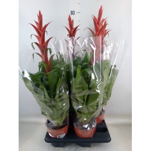 Tillandsia  'Naomi'