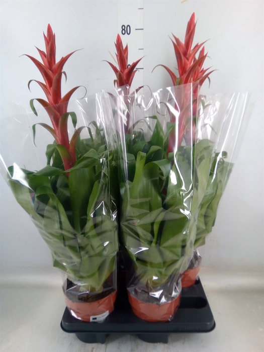 <h4>Tillandsia  'Naomi'</h4>