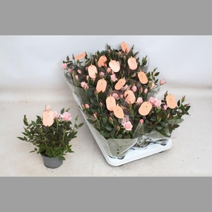RO ROSAROMA PINK