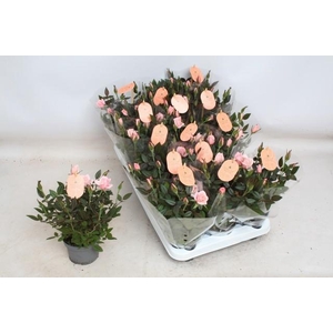 RO ROSAROMA PINK