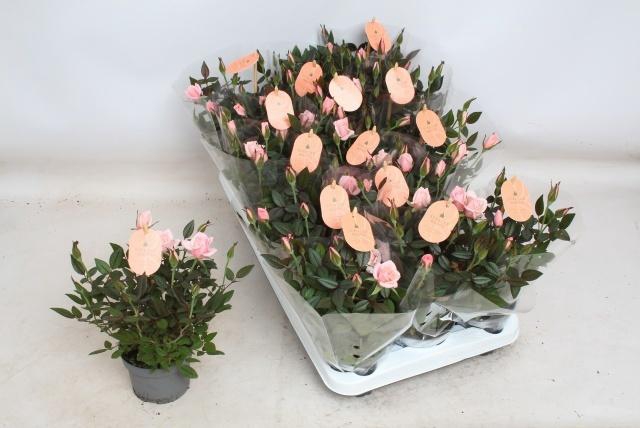 <h4>RO ROSAROMA PINK</h4>