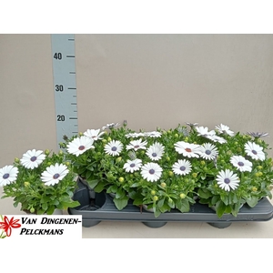 OSTEO FP WHITE