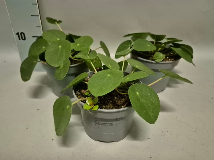 Indoor 12cm Pilea Peperomiodes