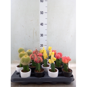 Cactus   ...mix