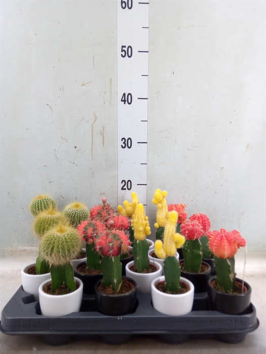 <h4>Cactus   ...mix</h4>