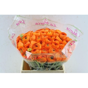 Ran Kloon Extra Fiesta