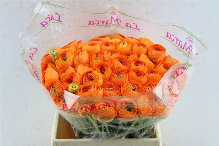 <h4>Ran Kloon Extra Fiesta</h4>