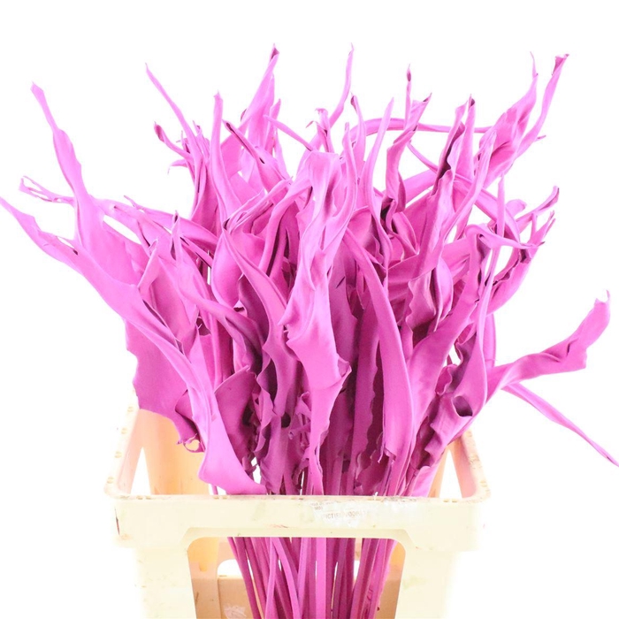 <h4>Dried Strelitia Blad Cerise</h4>