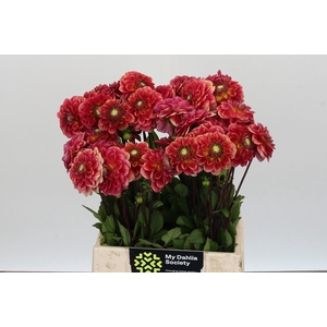 Dahlia Salmon Society