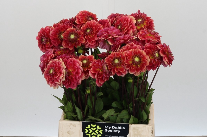 <h4>Dahlia Salmon Society</h4>