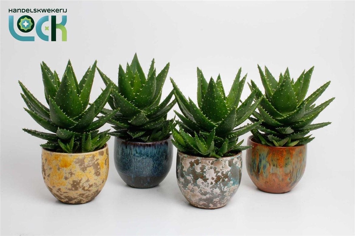 <h4>Aloe overig</h4>