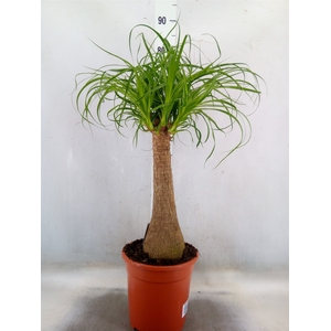 Beaucarnea recurvata