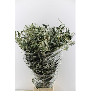 Olijf 400 Gram 100cm