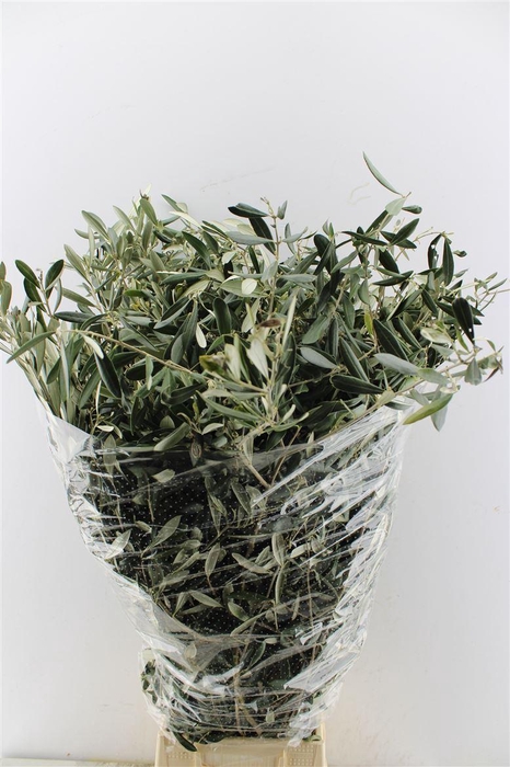 <h4>Olijf 400 Gram 100cm</h4>