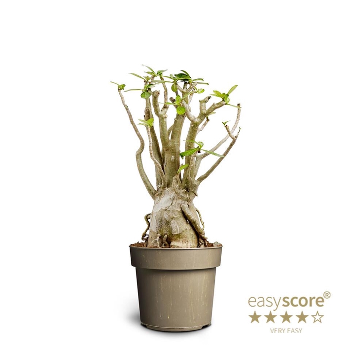 <h4>ADENIUM ARABICUM p24</h4>