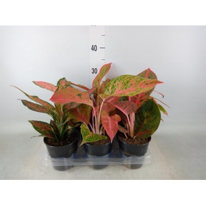 Aglaonema   ...