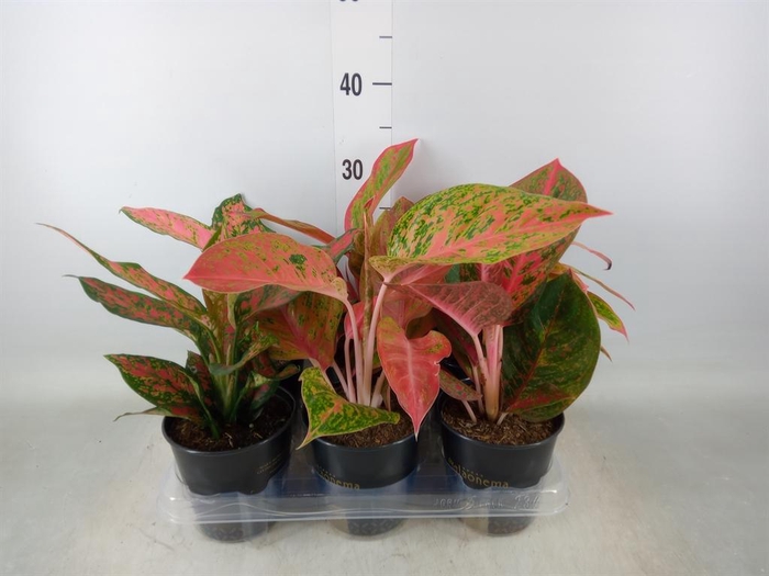 <h4>Aglaonema   ...</h4>