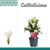 Zantedeschia Wit
