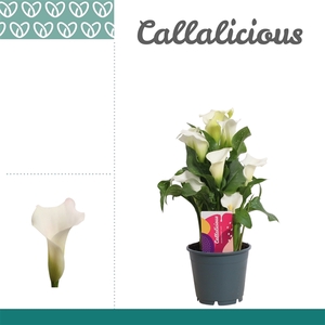 Zantedeschia Wit