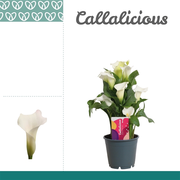<h4>Zantedeschia Wit</h4>