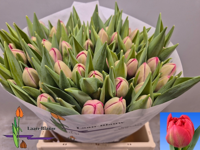 <h4>TU DU BELGRAVIA</h4>