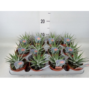 Haworthia fasciata 'Alba'