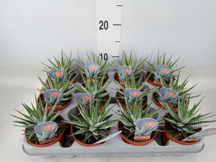 <h4>Haworthia fasciata 'Alba'</h4>