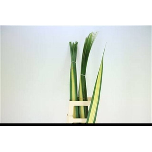 PANDANUS (BLAD)