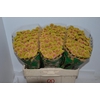 CHR SAN JEANNY PEACH