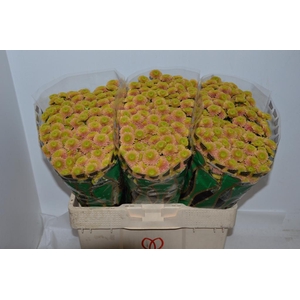 CHR SAN JEANNY PEACH