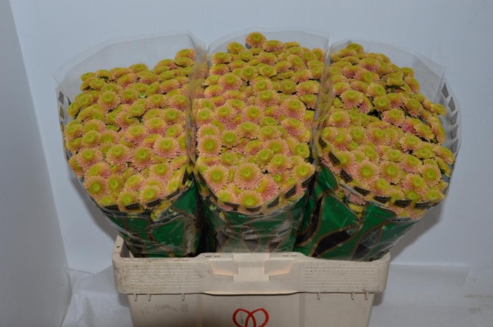 <h4>CHR SAN JEANNY PEACH</h4>