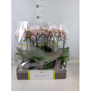 Phalaenopsis multi. 'FC Angel Eyes'