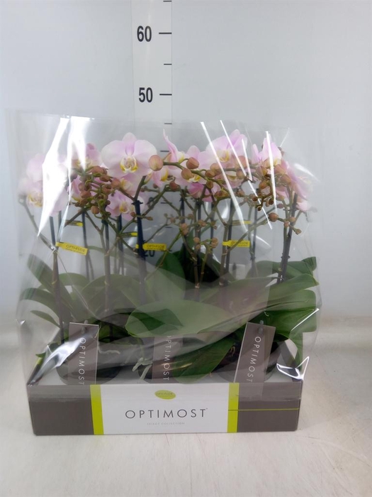 <h4>Phalaenopsis multi. 'FC Angel Eyes'</h4>