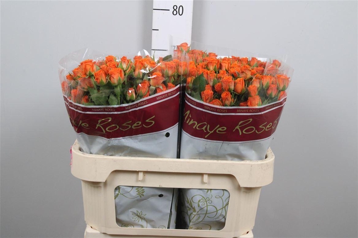 <h4>R Tr Picanto</h4>