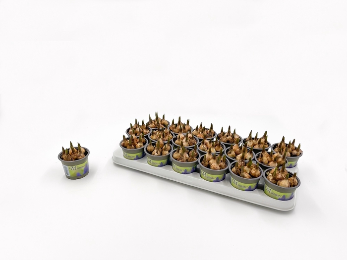 Muscari Blue Magic 9Ø 11cm