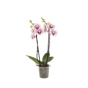Phal Bounty 2T16+