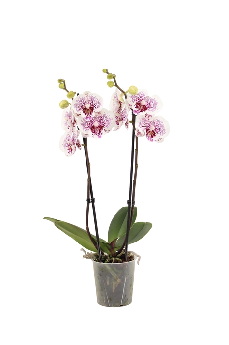 <h4>Phal Bounty 2T16+</h4>