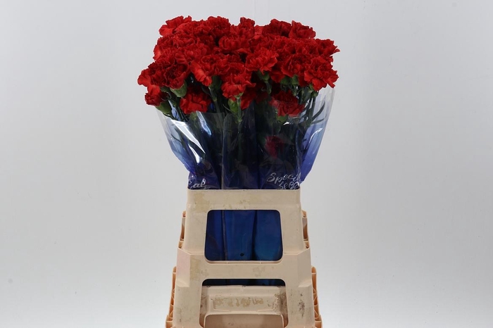 <h4>Di St Alhambra Orange</h4>