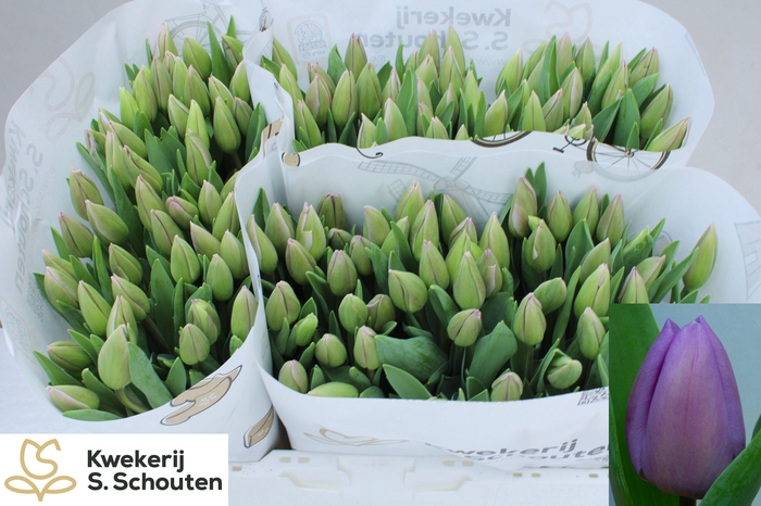 <h4>TU EN ALIBI</h4>