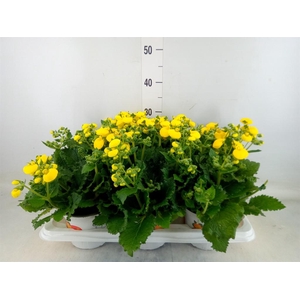 Calceolaria 'Calynopsis Yellow'