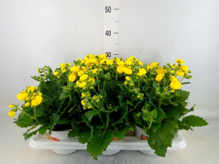 <h4>Calceolaria 'Calynopsis Yellow'</h4>