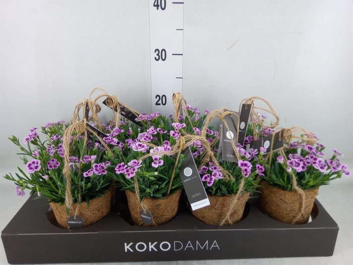 Asparagus dens. 'Sprengeri'